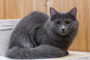 фото нибелунги кошки