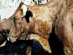 Нодулярный дерматит крупного рогатого скота ( бугорчатка кожи КРС ...