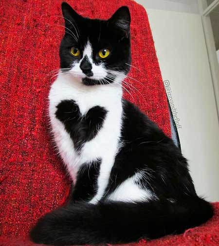 heart_5
