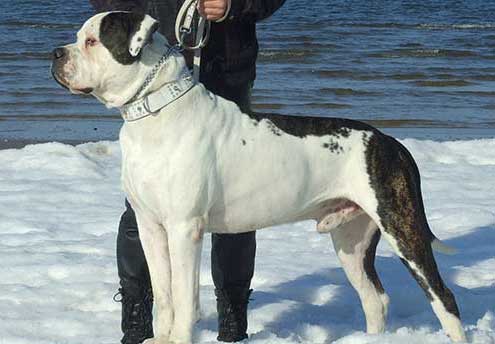 amerikanskij-buldog_011
