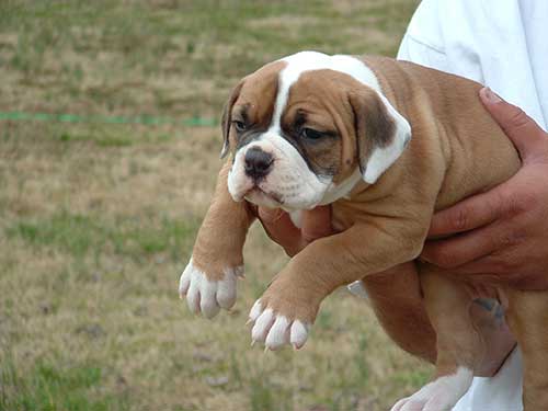 amerikanskij-buldog_04
