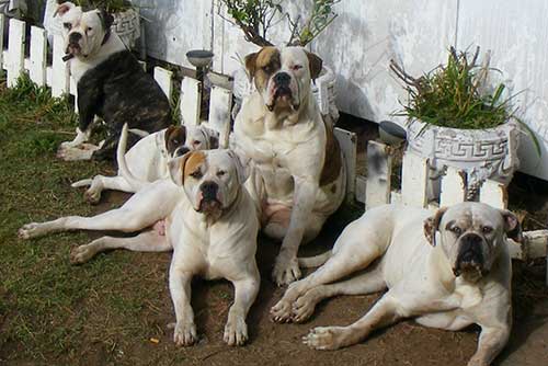 amerikanskij-buldog_08