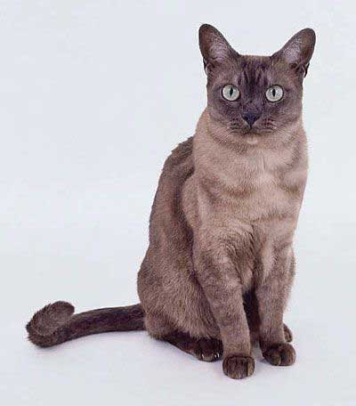 Порода кошек азиатской дымчатой породы thumbnail