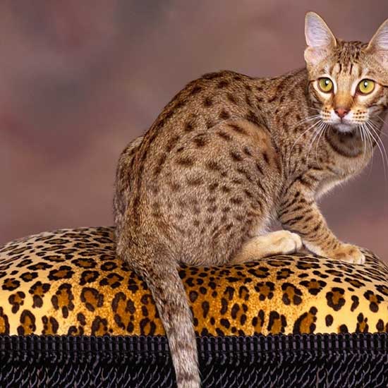 Леопард Кошка Фото Леопард Кошка Фото