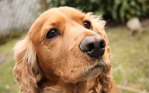 английский кокер спаниель история породы. anglijskij spaniel 02. английский кокер спаниель история породы фото. английский кокер спаниель история породы-anglijskij spaniel 02. картинка английский кокер спаниель история породы. картинка anglijskij spaniel 02. Кокер-спаниели английского происхождения входят в список популярных и наиболее продаваемых собак во всем мире. Несмотря на это, его зачастую путают с другой довольно-таки похожей породой – американским кокером. Хотя различия между ними весьма очевидны, как в поведении, так и во внешнем виде. английский кокер спаниель история породы. anglijskij spaniel 02. английский кокер спаниель история породы фото. английский кокер спаниель история породы-anglijskij spaniel 02. картинка английский кокер спаниель история породы. картинка anglijskij spaniel 02. Кокер-спаниели английского происхождения входят в список популярных и наиболее продаваемых собак во всем мире. Несмотря на это, его зачастую путают с другой довольно-таки похожей породой – американским кокером. Хотя различия между ними весьма очевидны, как в поведении, так и во внешнем виде.