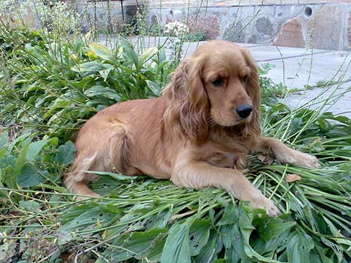 английский кокер спаниель история породы. anglijskij spaniel 04. английский кокер спаниель история породы фото. английский кокер спаниель история породы-anglijskij spaniel 04. картинка английский кокер спаниель история породы. картинка anglijskij spaniel 04. Кокер-спаниели английского происхождения входят в список популярных и наиболее продаваемых собак во всем мире. Несмотря на это, его зачастую путают с другой довольно-таки похожей породой – американским кокером. Хотя различия между ними весьма очевидны, как в поведении, так и во внешнем виде. английский кокер спаниель история породы. anglijskij spaniel 04. английский кокер спаниель история породы фото. английский кокер спаниель история породы-anglijskij spaniel 04. картинка английский кокер спаниель история породы. картинка anglijskij spaniel 04. Кокер-спаниели английского происхождения входят в список популярных и наиболее продаваемых собак во всем мире. Несмотря на это, его зачастую путают с другой довольно-таки похожей породой – американским кокером. Хотя различия между ними весьма очевидны, как в поведении, так и во внешнем виде.