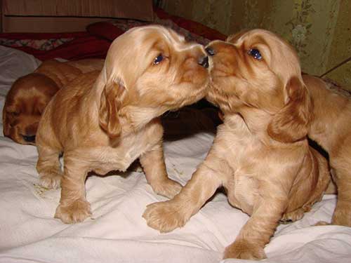 английский кокер спаниель история породы. anglijskij spaniel 05. английский кокер спаниель история породы фото. английский кокер спаниель история породы-anglijskij spaniel 05. картинка английский кокер спаниель история породы. картинка anglijskij spaniel 05. Кокер-спаниели английского происхождения входят в список популярных и наиболее продаваемых собак во всем мире. Несмотря на это, его зачастую путают с другой довольно-таки похожей породой – американским кокером. Хотя различия между ними весьма очевидны, как в поведении, так и во внешнем виде. английский кокер спаниель история породы. anglijskij spaniel 05. английский кокер спаниель история породы фото. английский кокер спаниель история породы-anglijskij spaniel 05. картинка английский кокер спаниель история породы. картинка anglijskij spaniel 05. Кокер-спаниели английского происхождения входят в список популярных и наиболее продаваемых собак во всем мире. Несмотря на это, его зачастую путают с другой довольно-таки похожей породой – американским кокером. Хотя различия между ними весьма очевидны, как в поведении, так и во внешнем виде.