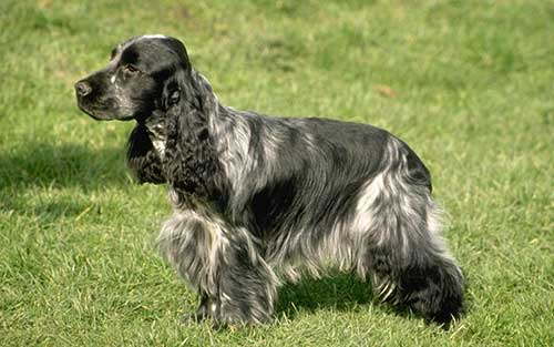 английский кокер спаниель история породы. anglijskij spaniel 06. английский кокер спаниель история породы фото. английский кокер спаниель история породы-anglijskij spaniel 06. картинка английский кокер спаниель история породы. картинка anglijskij spaniel 06. Кокер-спаниели английского происхождения входят в список популярных и наиболее продаваемых собак во всем мире. Несмотря на это, его зачастую путают с другой довольно-таки похожей породой – американским кокером. Хотя различия между ними весьма очевидны, как в поведении, так и во внешнем виде. английский кокер спаниель история породы. anglijskij spaniel 06. английский кокер спаниель история породы фото. английский кокер спаниель история породы-anglijskij spaniel 06. картинка английский кокер спаниель история породы. картинка anglijskij spaniel 06. Кокер-спаниели английского происхождения входят в список популярных и наиболее продаваемых собак во всем мире. Несмотря на это, его зачастую путают с другой довольно-таки похожей породой – американским кокером. Хотя различия между ними весьма очевидны, как в поведении, так и во внешнем виде.