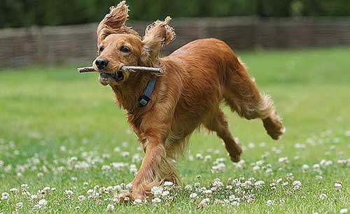 английский кокер спаниель история породы. anglijskij spaniel 08. английский кокер спаниель история породы фото. английский кокер спаниель история породы-anglijskij spaniel 08. картинка английский кокер спаниель история породы. картинка anglijskij spaniel 08. Кокер-спаниели английского происхождения входят в список популярных и наиболее продаваемых собак во всем мире. Несмотря на это, его зачастую путают с другой довольно-таки похожей породой – американским кокером. Хотя различия между ними весьма очевидны, как в поведении, так и во внешнем виде. английский кокер спаниель история породы. anglijskij spaniel 08. английский кокер спаниель история породы фото. английский кокер спаниель история породы-anglijskij spaniel 08. картинка английский кокер спаниель история породы. картинка anglijskij spaniel 08. Кокер-спаниели английского происхождения входят в список популярных и наиболее продаваемых собак во всем мире. Несмотря на это, его зачастую путают с другой довольно-таки похожей породой – американским кокером. Хотя различия между ними весьма очевидны, как в поведении, так и во внешнем виде.