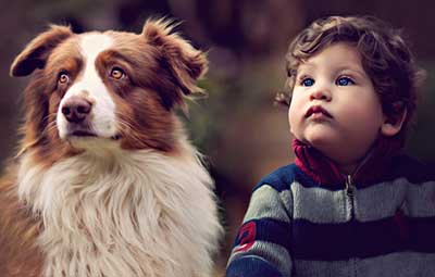 shepherd_4