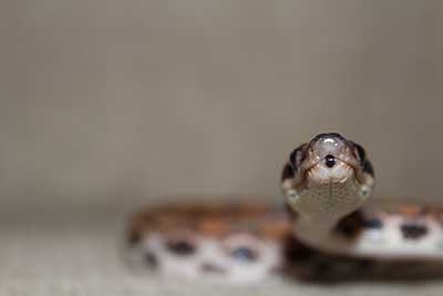 boa2