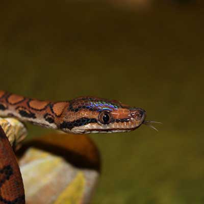 boa5