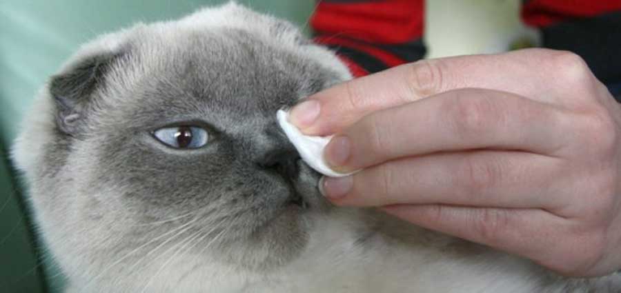 Как и чем протирать глаза кошкам при различных болезнях