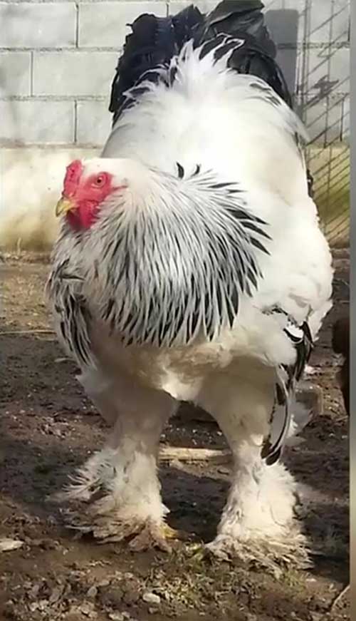 Самый крупный петух в мире