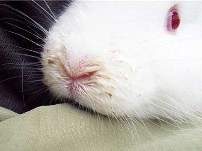 Прививка кроликам от ринита thumbnail