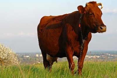 Бурая карпатская порода / OMEDVET